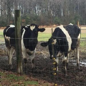 Meet your Posher, Denise